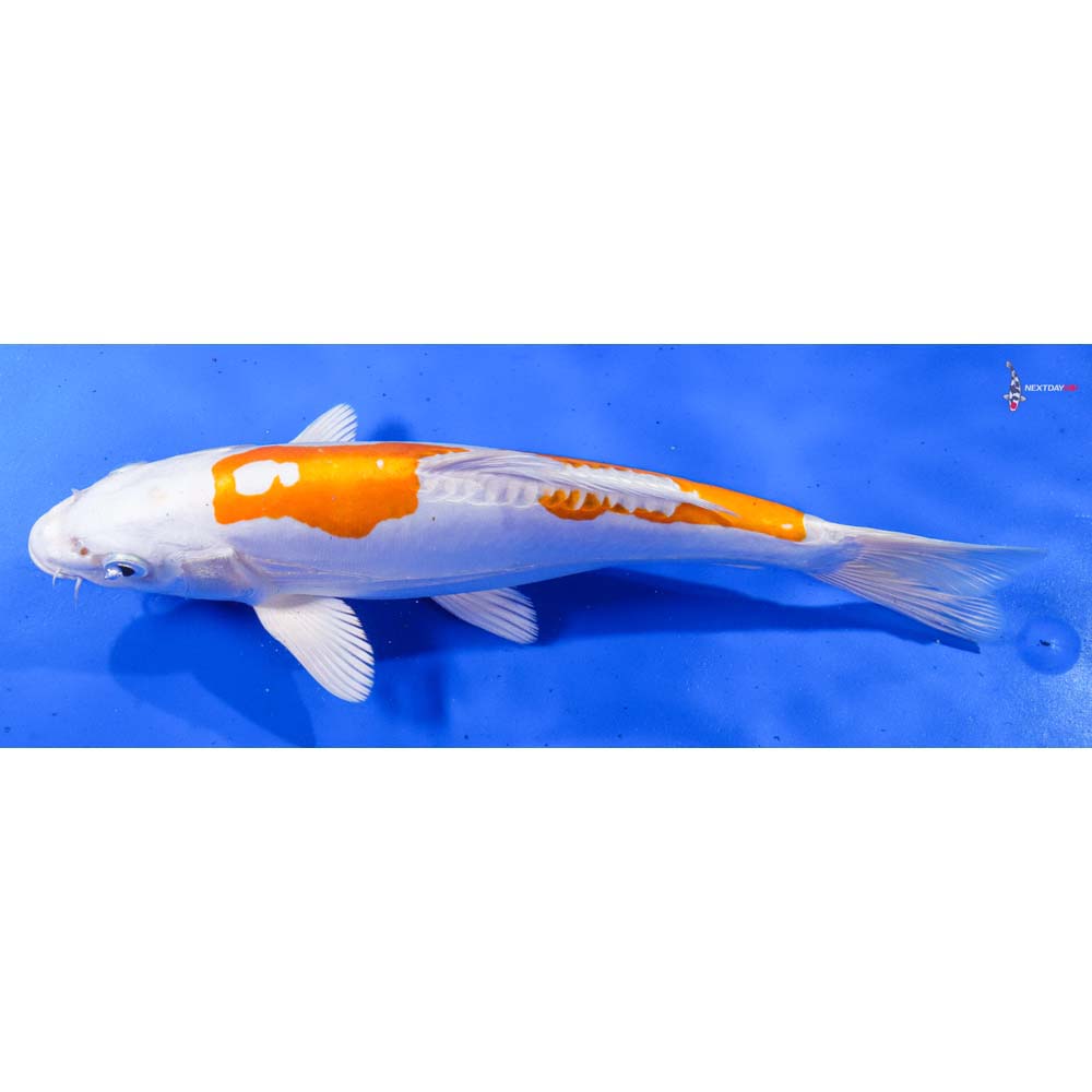 10.5” Imported Kikusui