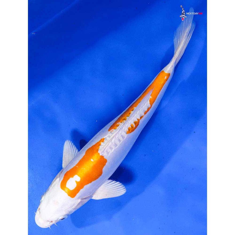 10.5” Imported Kikusui