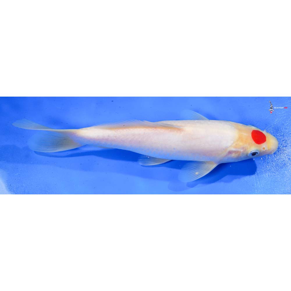 9” Imported Tancho Kohaku