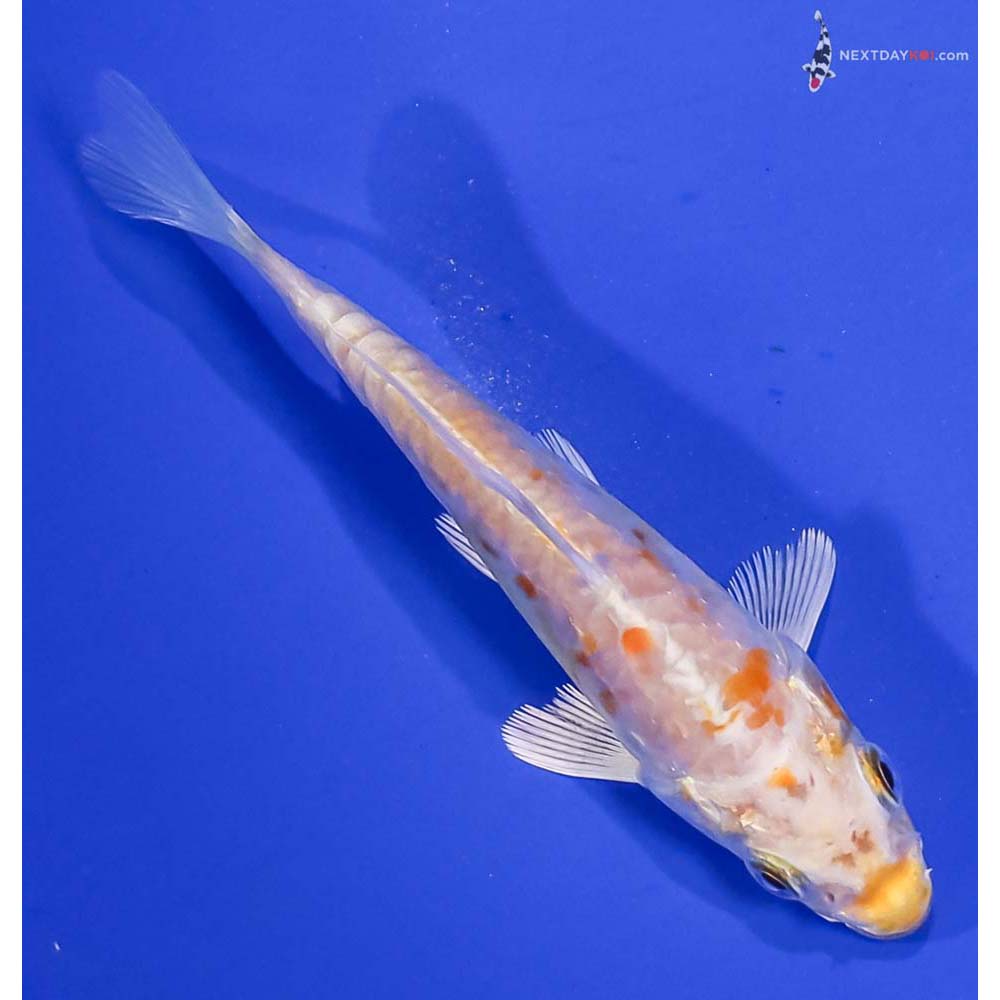 4” Imported Doitsu Lemon Hariwake