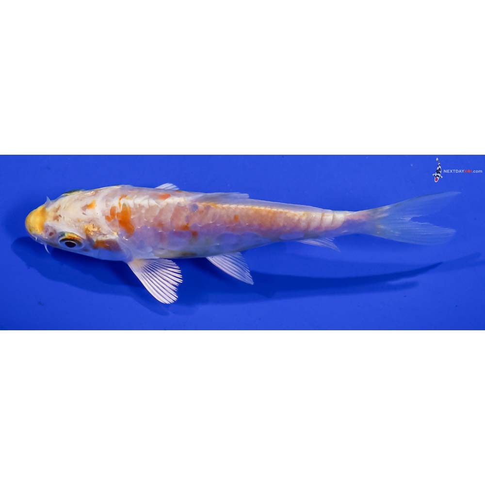 4” Imported Doitsu Lemon Hariwake