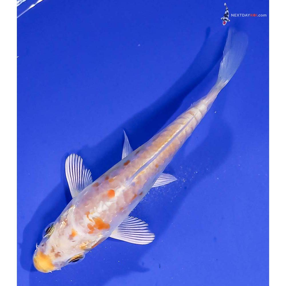 4” Imported Doitsu Lemon Hariwake