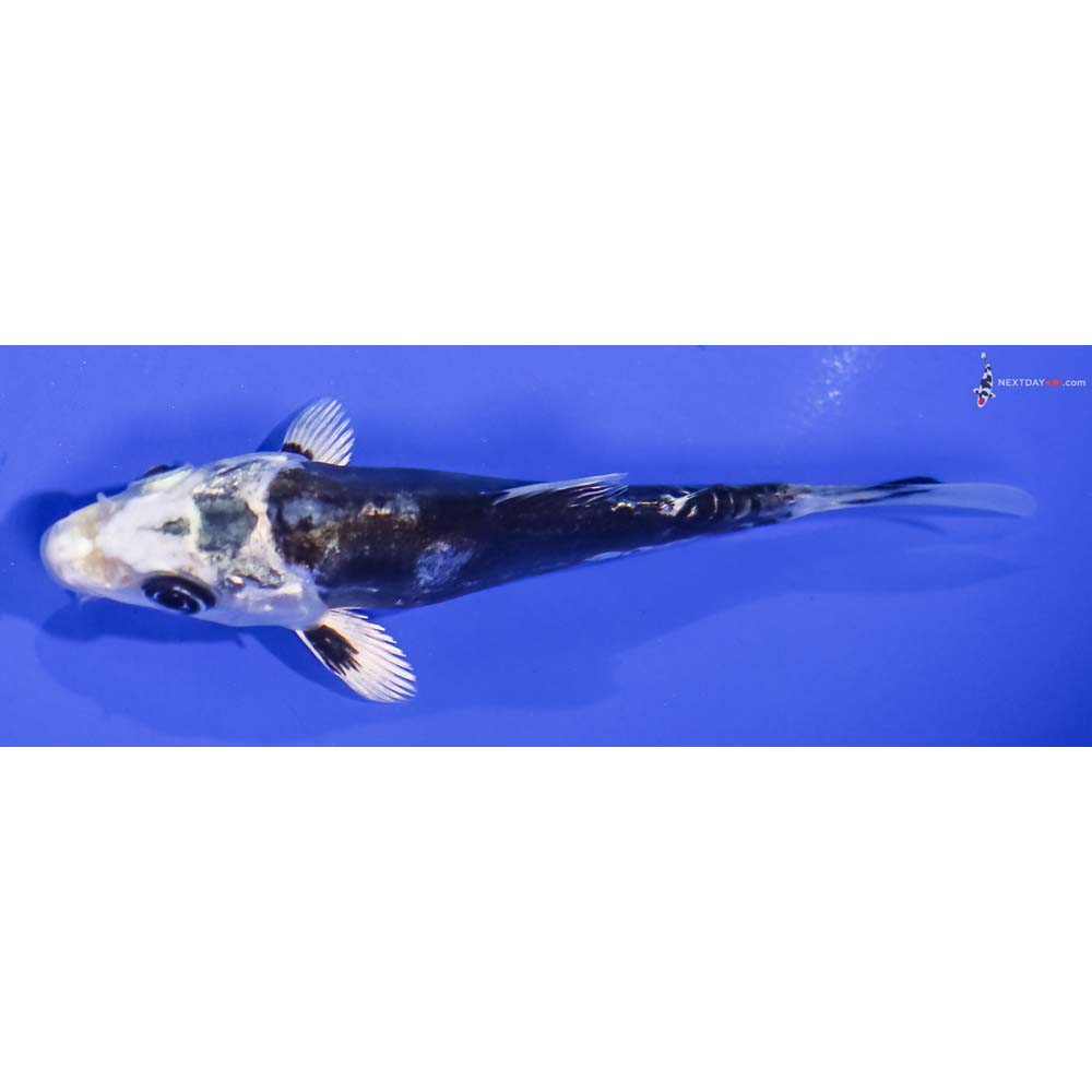 4” Imported Kikokuryu