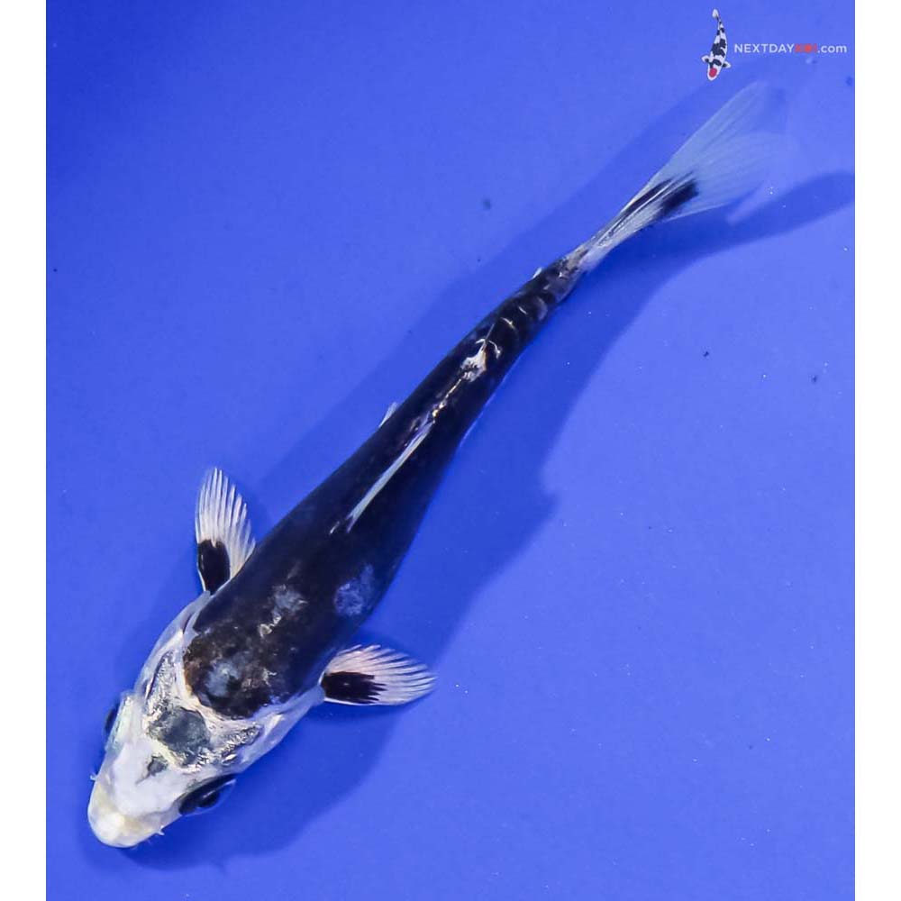 4” Imported Kikokuryu