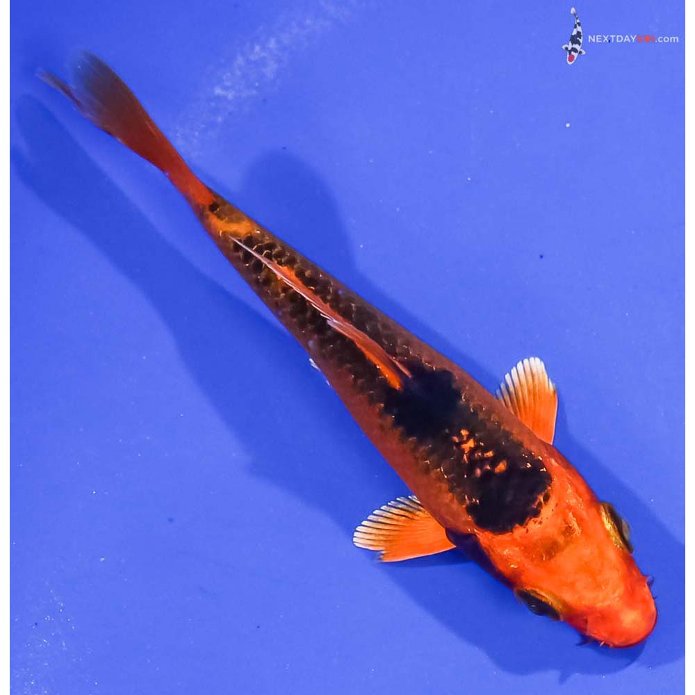 4” Imported Orenji Matsuba