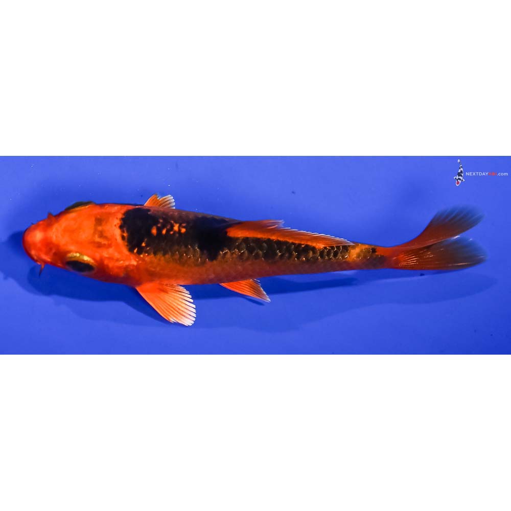 4” Imported Orenji Matsuba