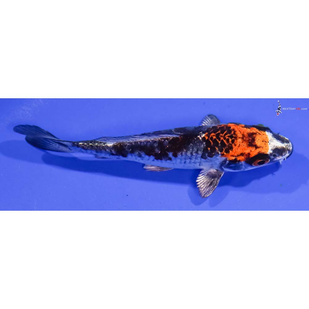 4” Imported Kujaku