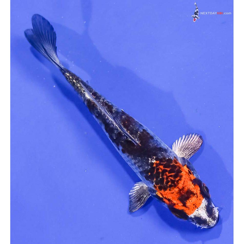 4” Imported Kujaku