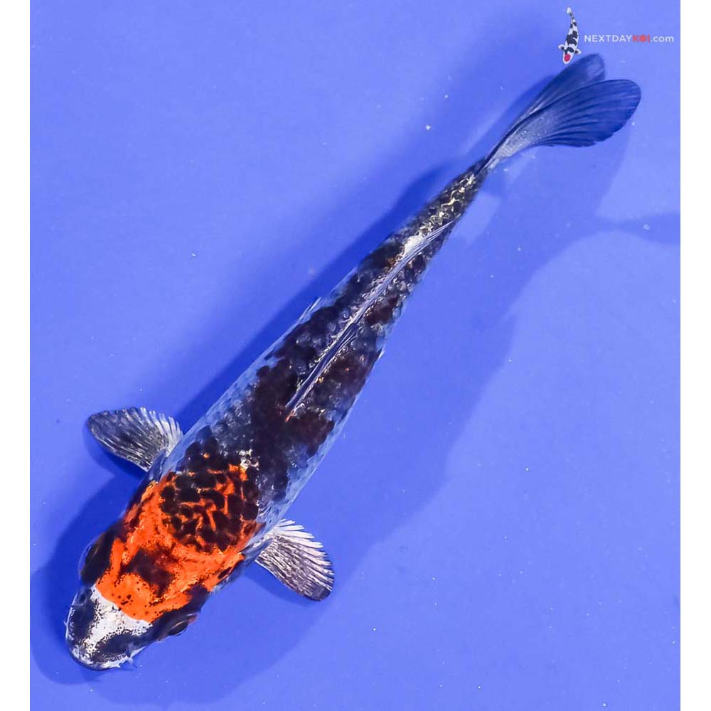 4” Imported Kujaku