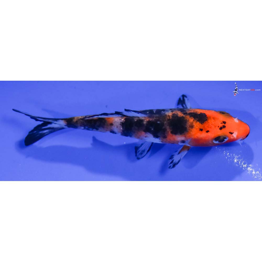 4” Imported Aka Sanke