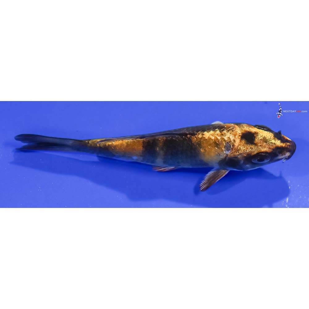 3.5” Imported Kin Ki Bekko