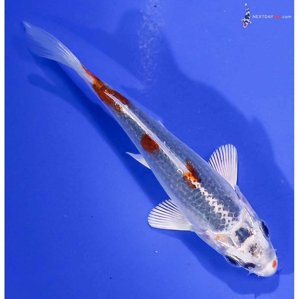 4” Imported Kujaku