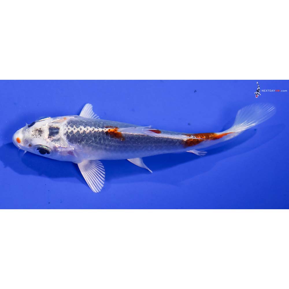 4” Imported Kujaku