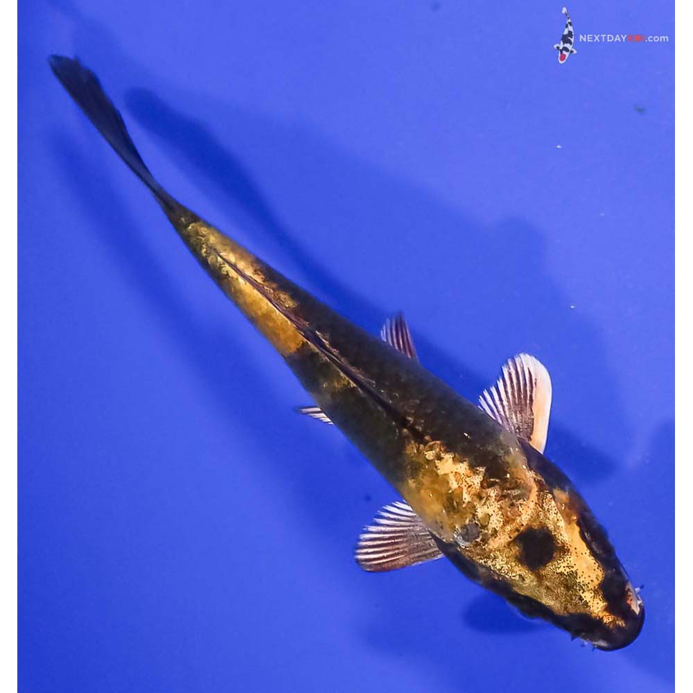 3.5” Imported Kin Ki Bekko