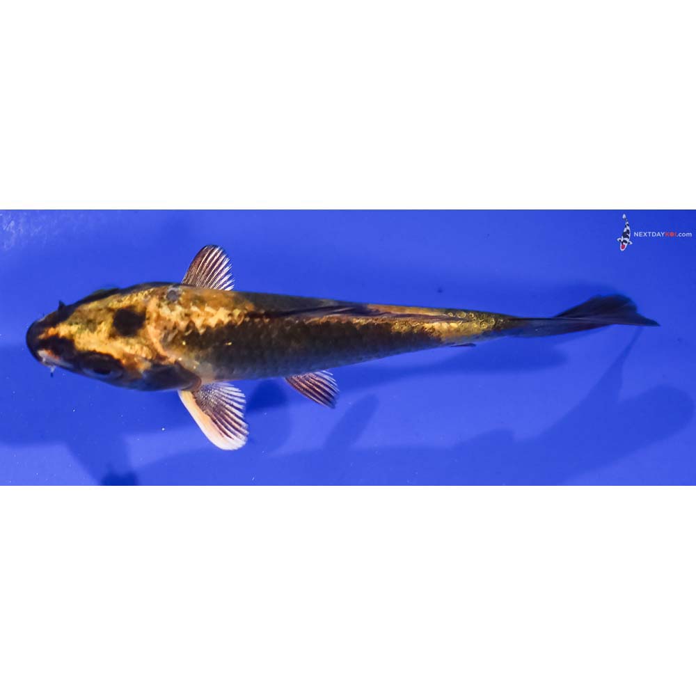 3.5” Imported Kin Ki Bekko