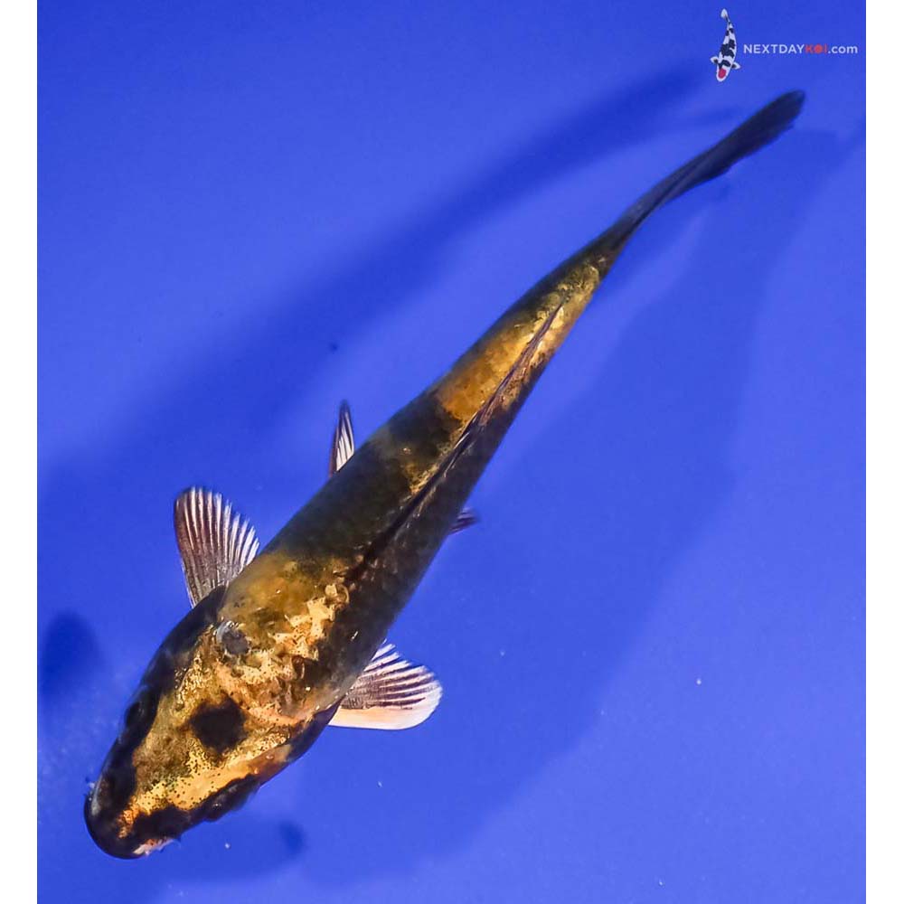 3.5” Imported Kin Ki Bekko