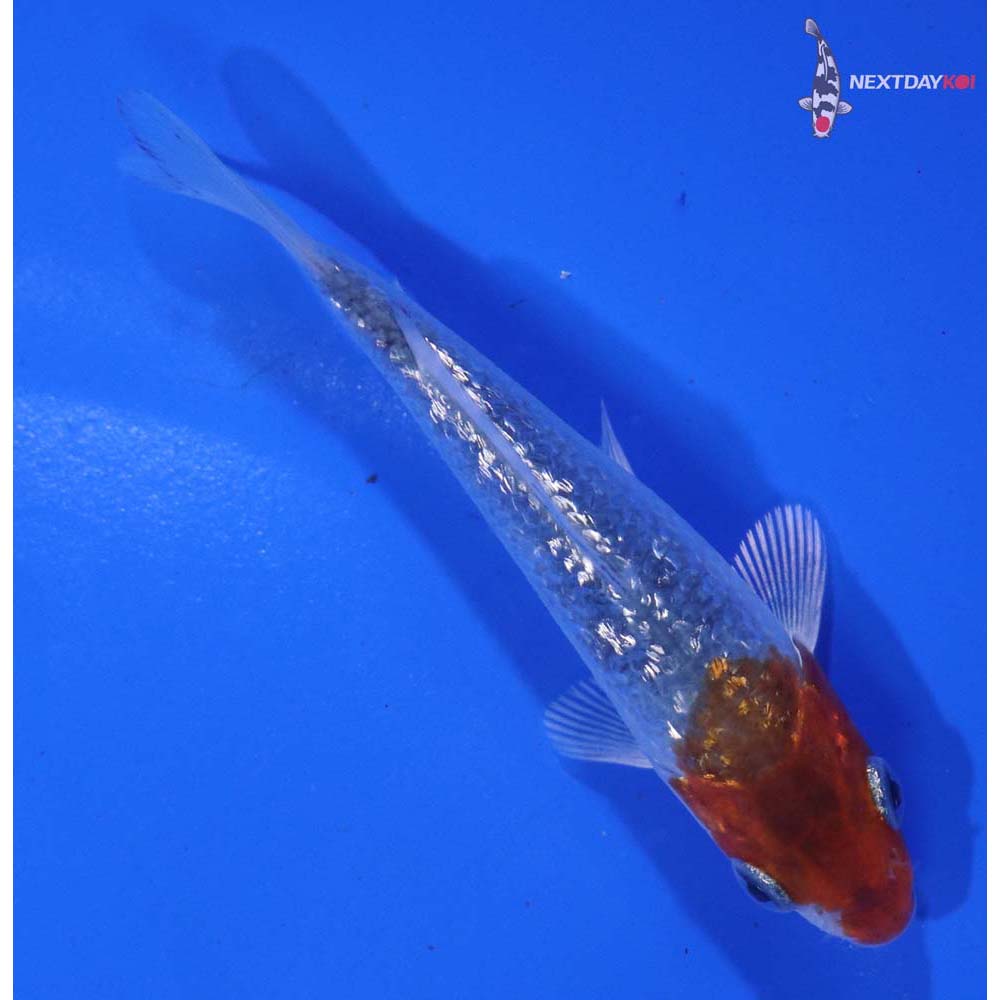 3” Imported Gin Rin Kujaku