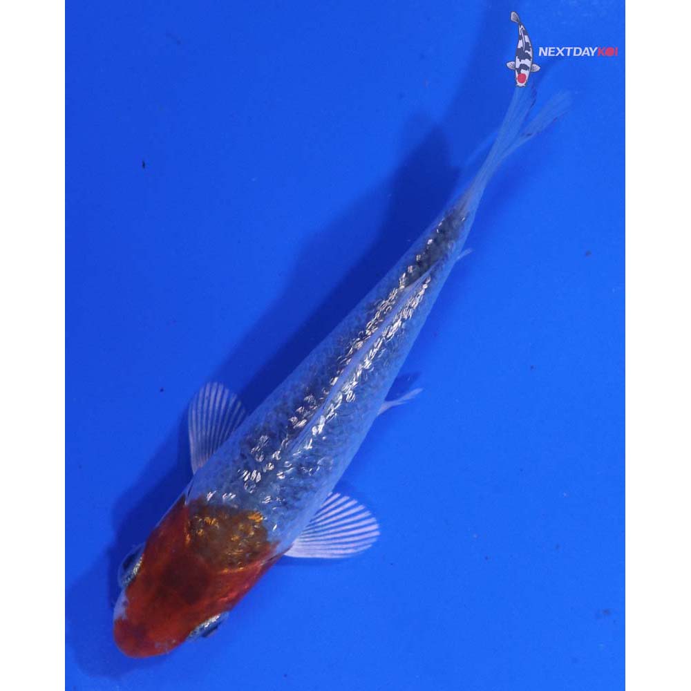 3” Imported Gin Rin Kujaku