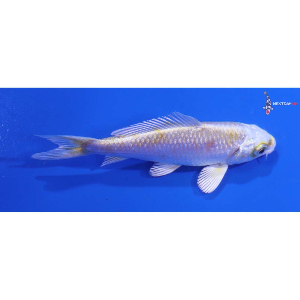 3.5” Imported Lemon Hariwake