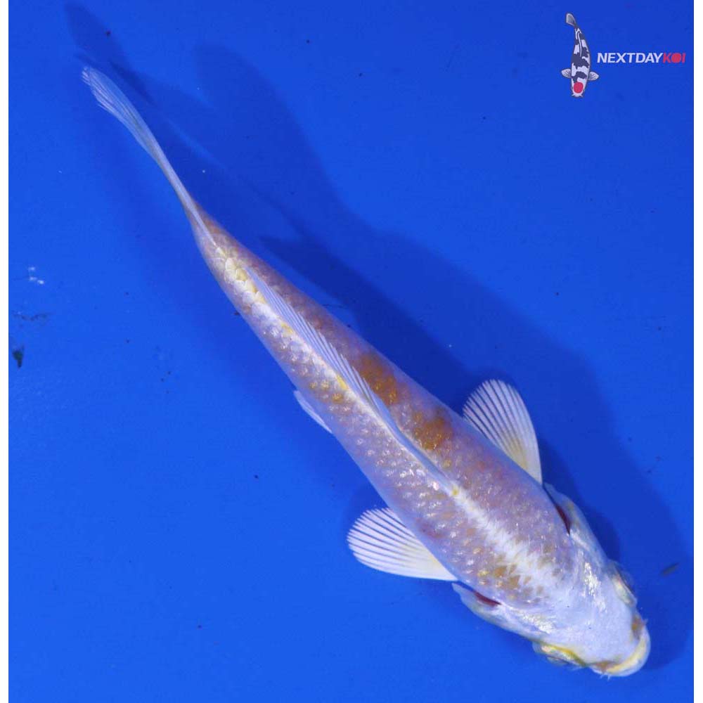 3.5” Imported Lemon Hariwake