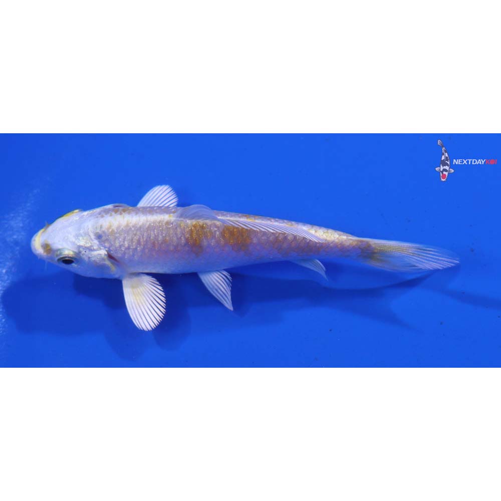 3.5” Imported Lemon Hariwake