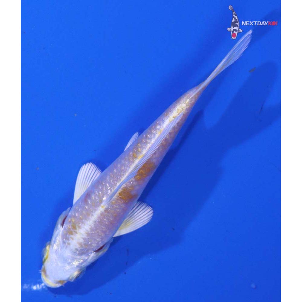 3.5” Imported Lemon Hariwake