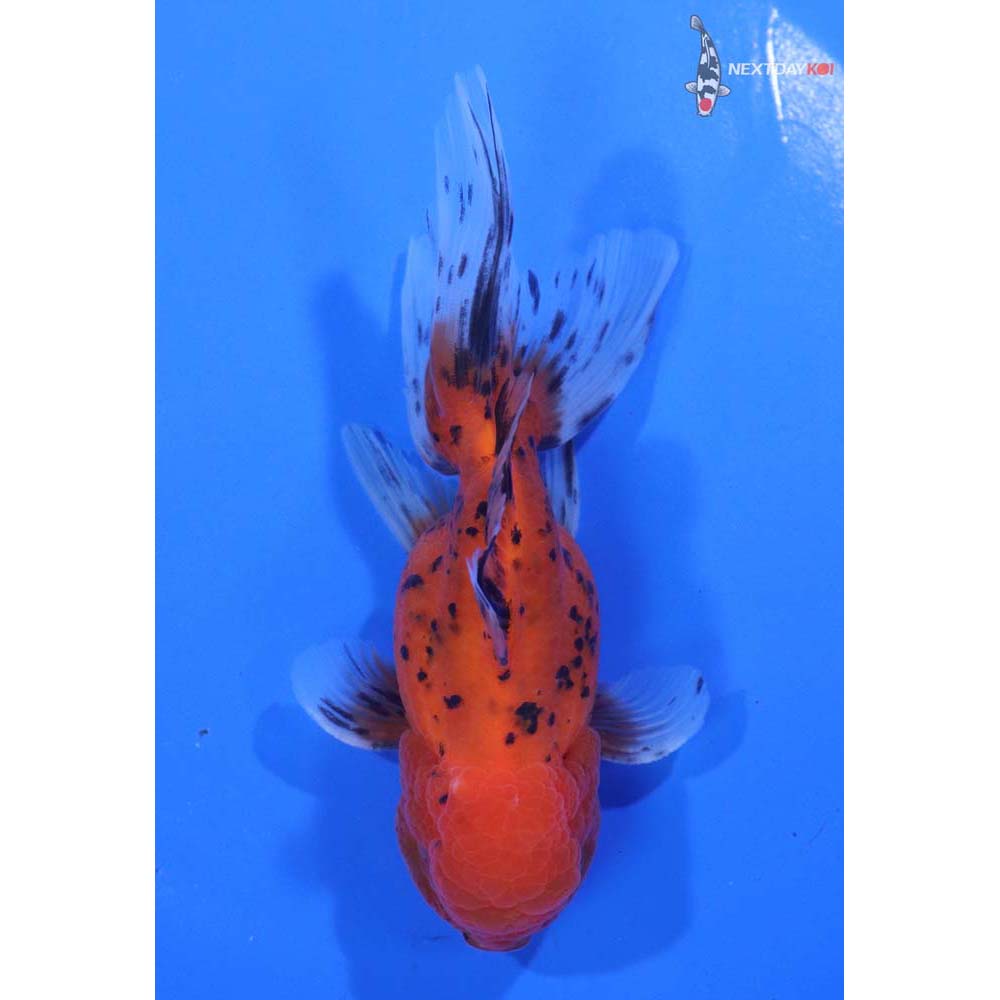 4.5” Imported Calico Oranda