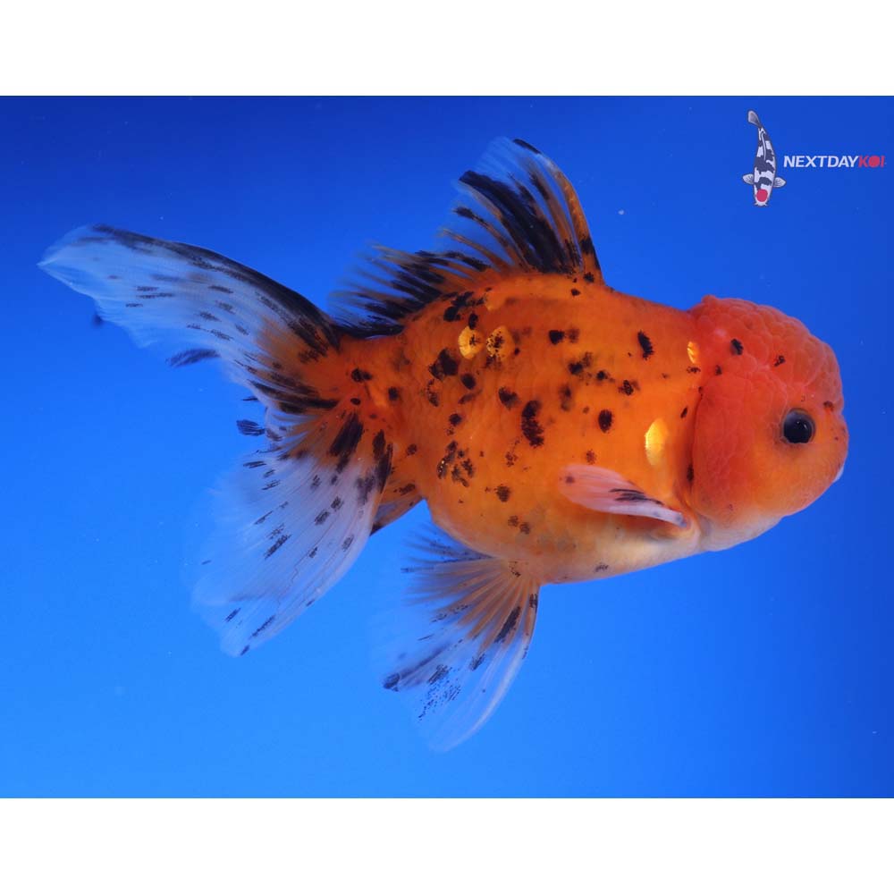 4.5” Imported Calico Oranda