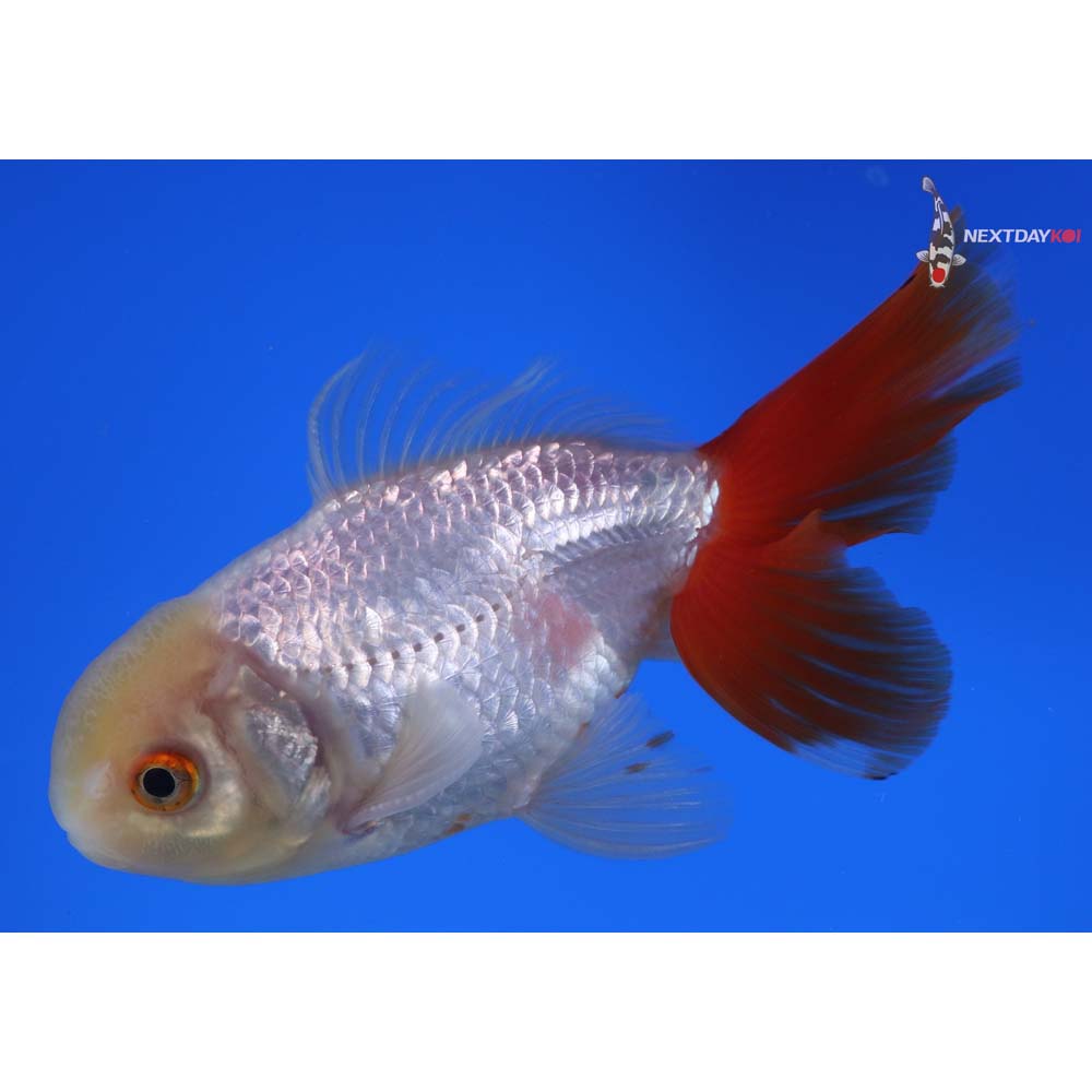 4.5” Imported Male Red and White Oranda