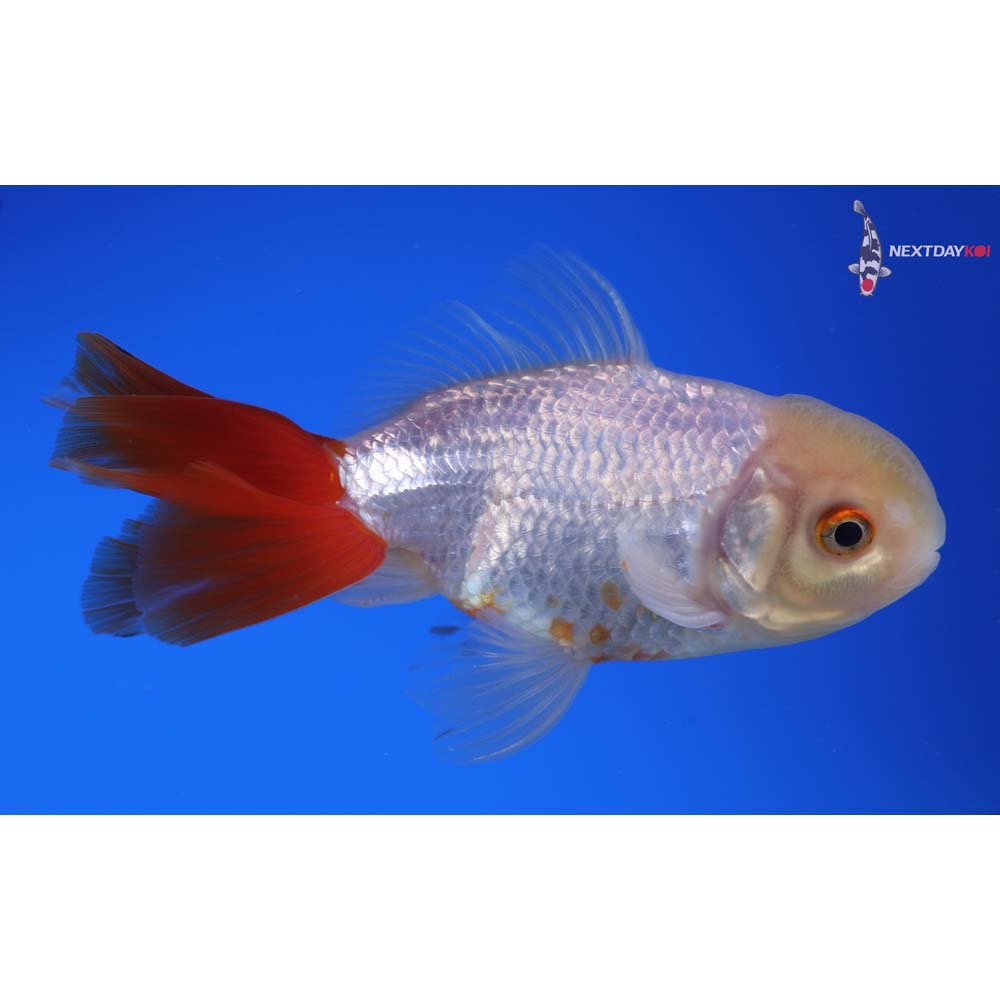 4.5” Imported Male Red and White Oranda