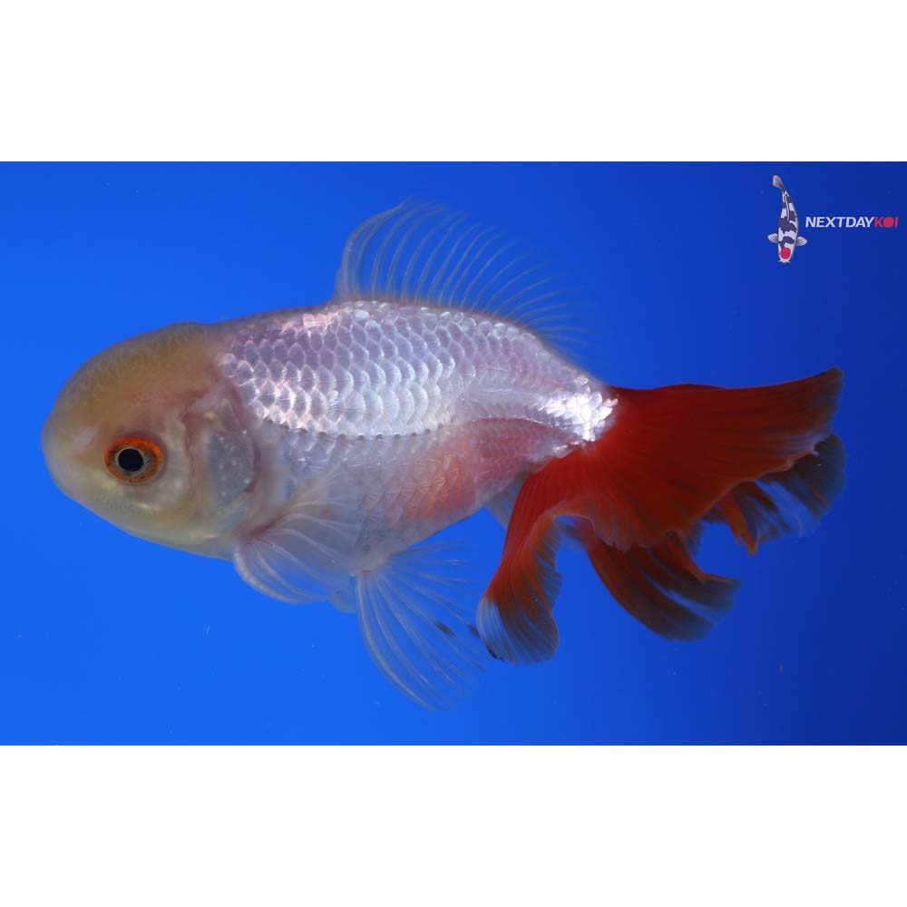 4.5” Imported Male Red and White Oranda