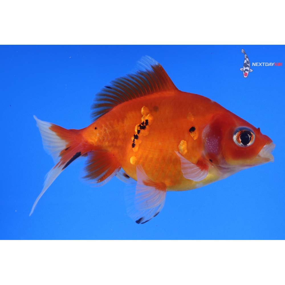 5” Imported Male Calico Ryukin