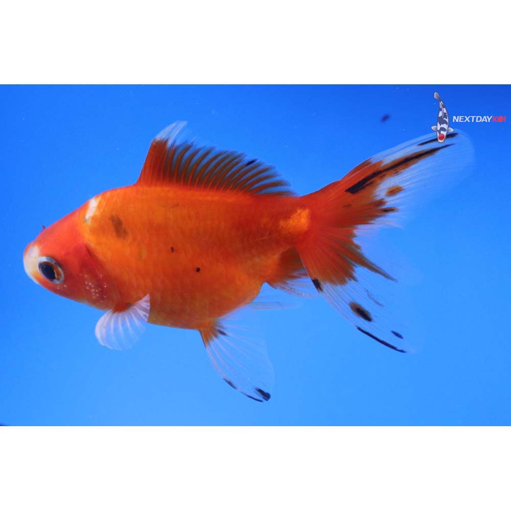 5” Imported Male Calico Ryukin