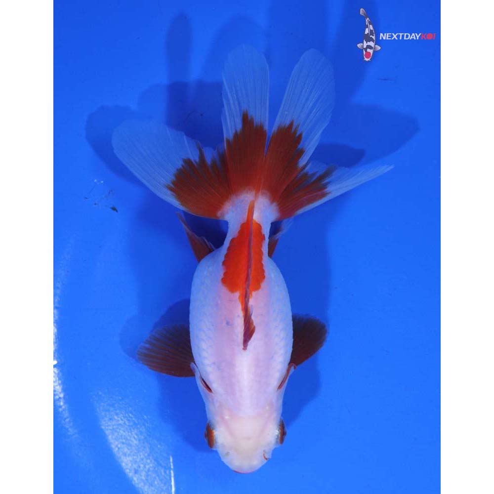 4.5” Imported Red and White Ryukin