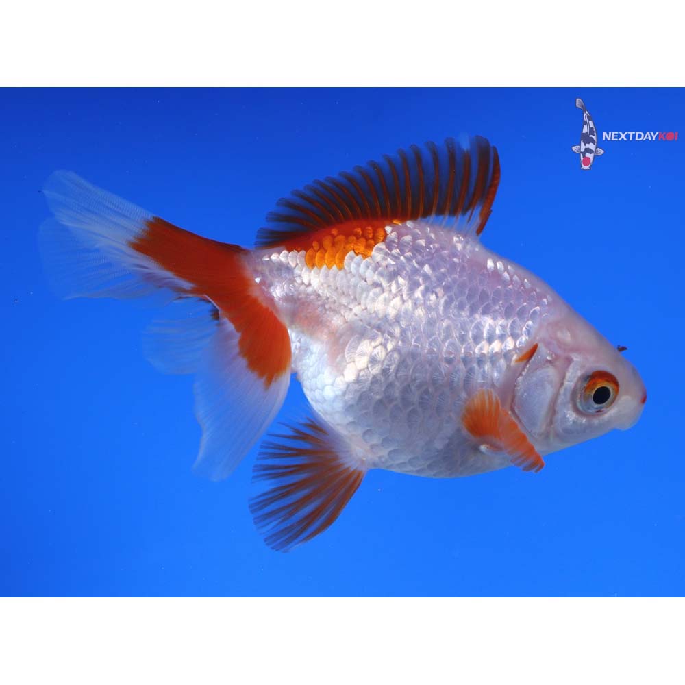 4.5” Imported Red and White Ryukin