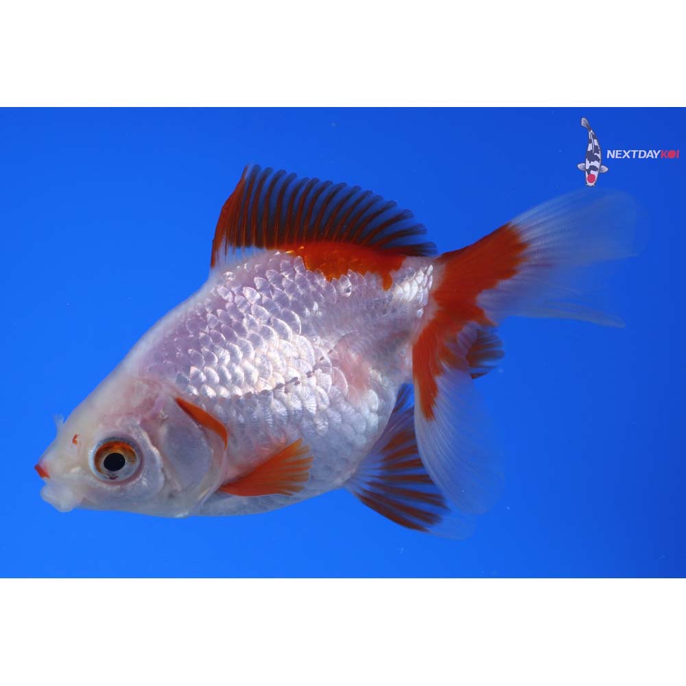 4.5” Imported Red and White Ryukin