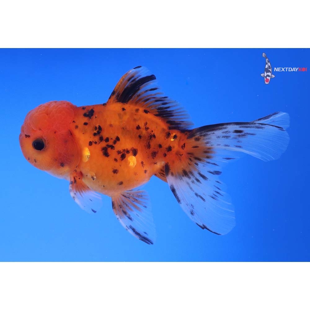 4.5” Imported Calico Oranda