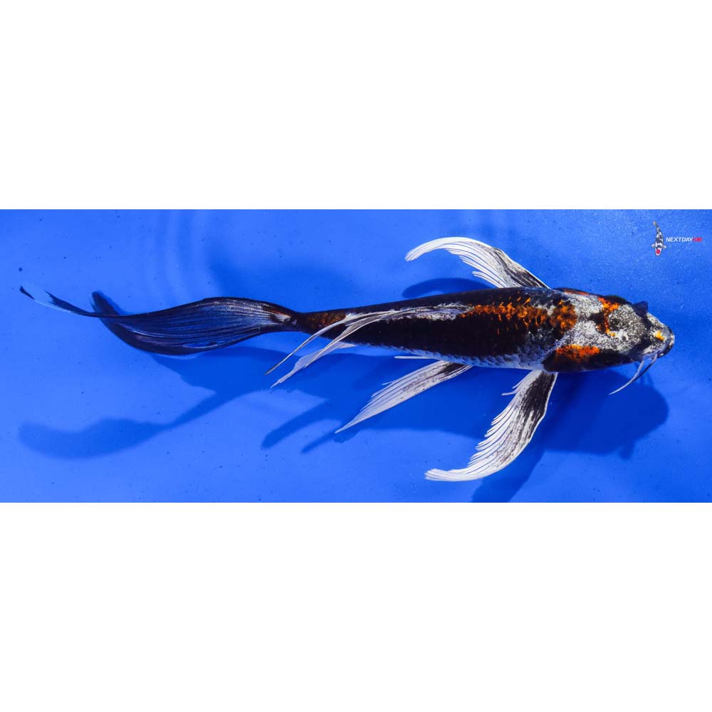 8.5” Imported Kujaku Butterfly Koi