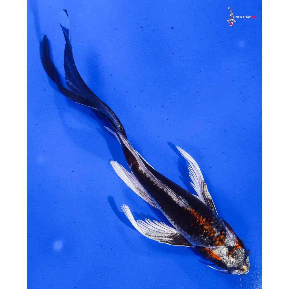 8.5” Imported Kujaku Butterfly Koi
