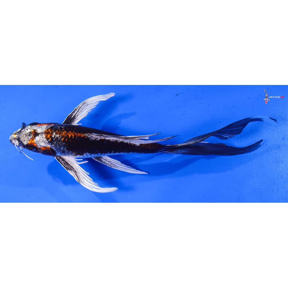 8.5” Imported Kujaku Butterfly Koi