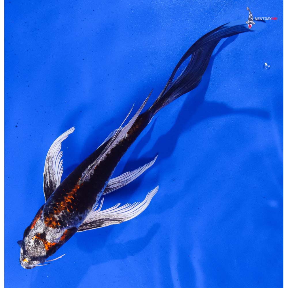 8.5” Imported Kujaku Butterfly Koi