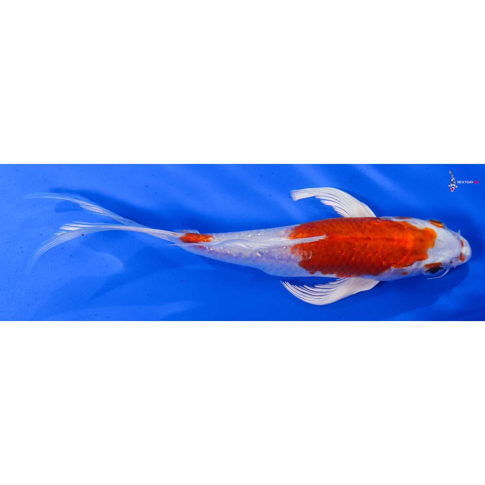 8” Imported Hariwake Butterfly Koi