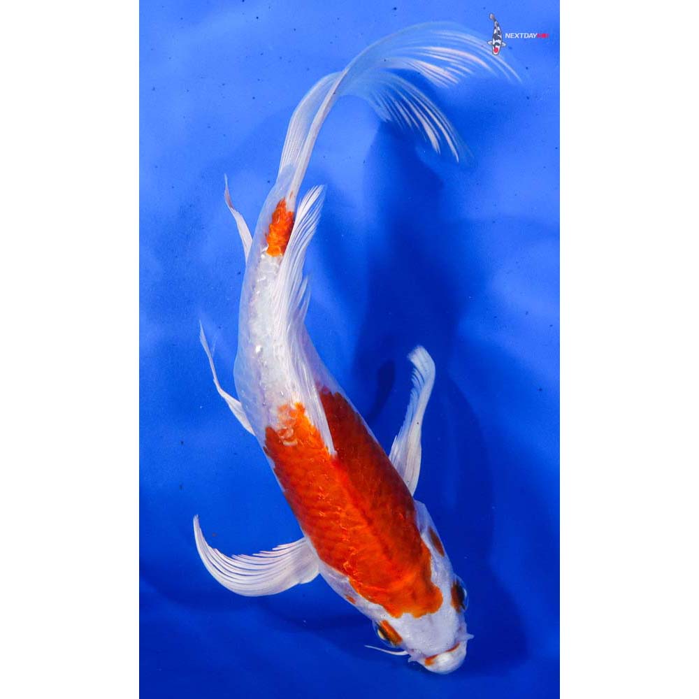 8” Imported Hariwake Butterfly Koi