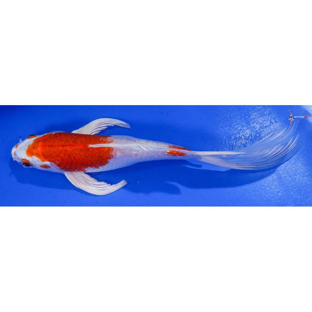8” Imported Hariwake Butterfly Koi