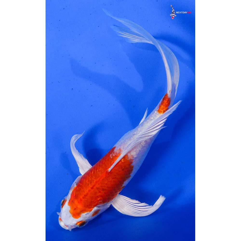 8” Imported Hariwake Butterfly Koi