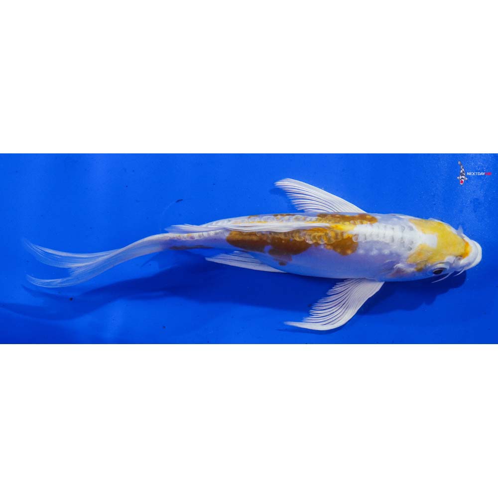 7.5” Imported Doitsu Lemon Hariwake Butterfly Koi