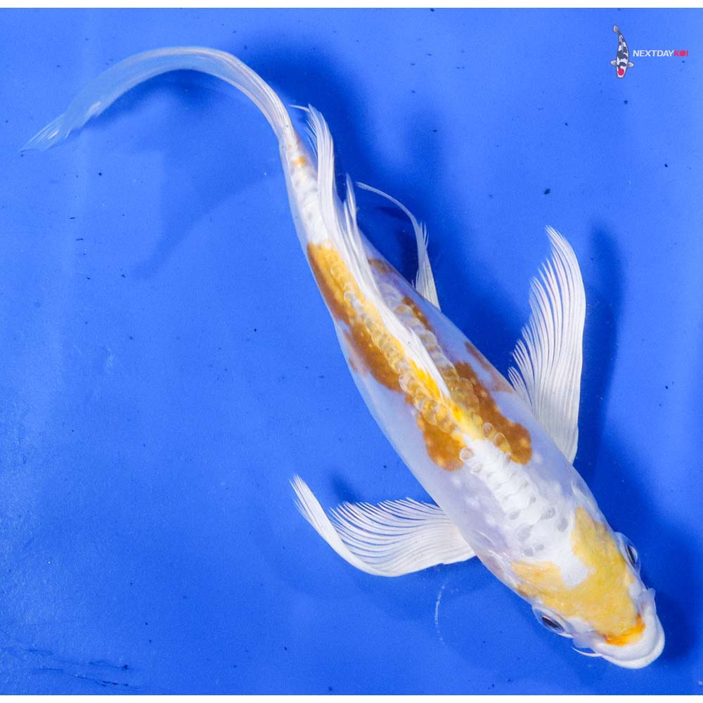 7.5” Imported Doitsu Lemon Hariwake Butterfly Koi