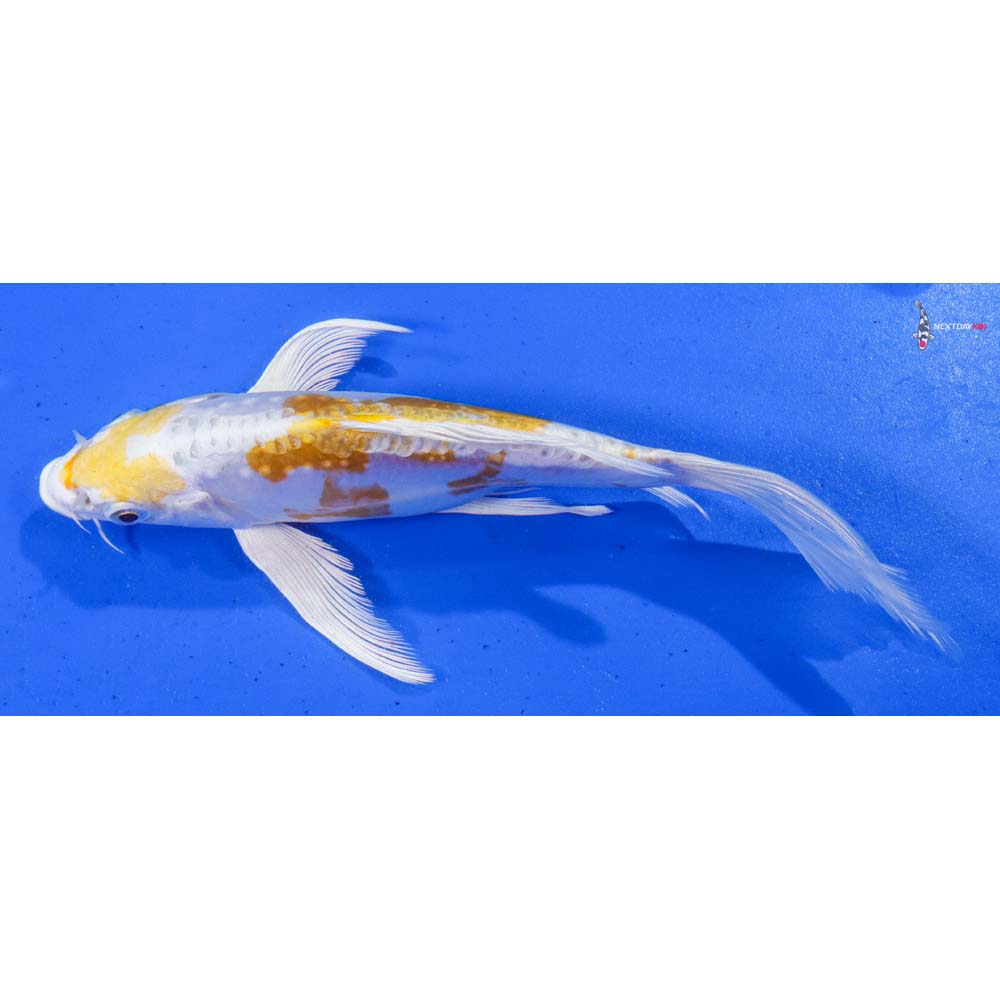 7.5” Imported Doitsu Lemon Hariwake Butterfly Koi