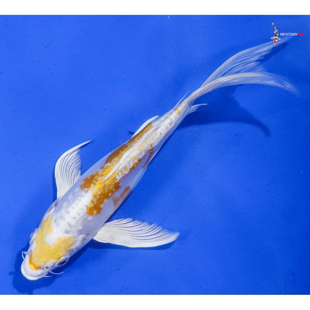 7.5” Imported Doitsu Lemon Hariwake Butterfly Koi