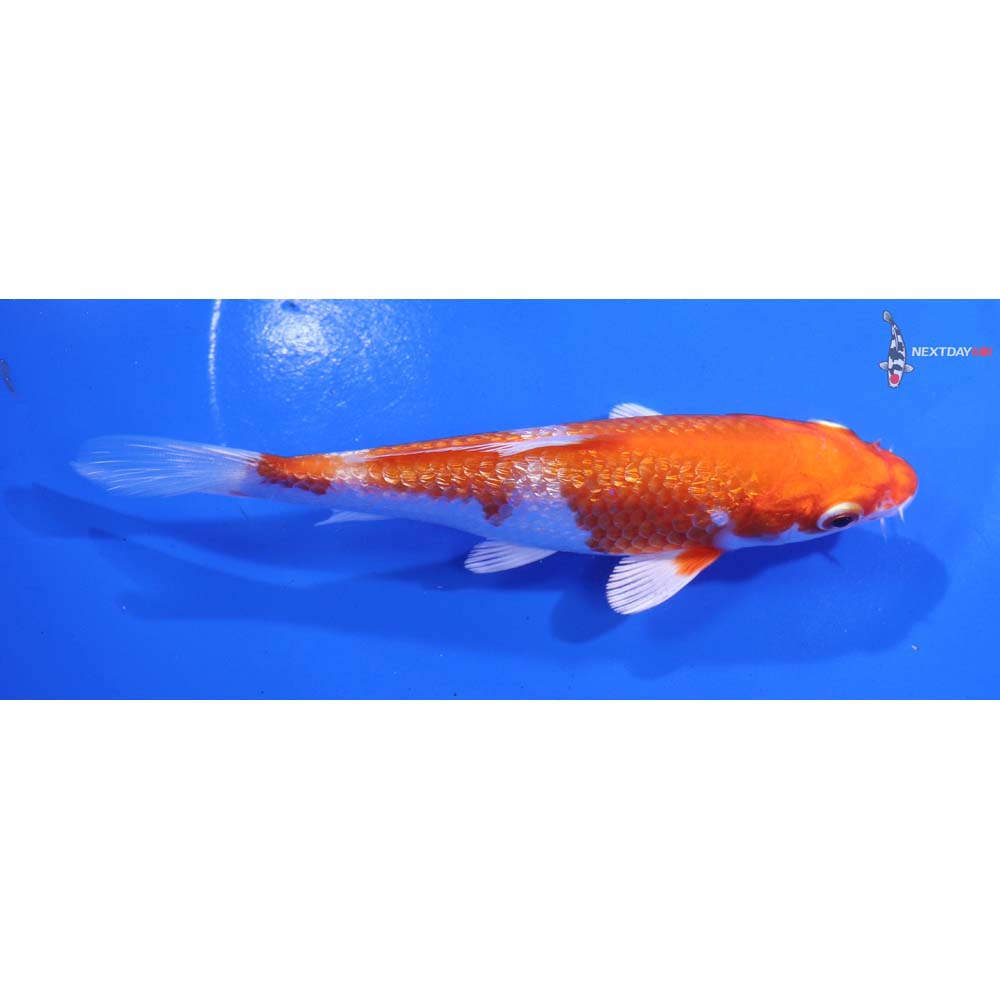 5.5” Imported Gin Rin Hariwake